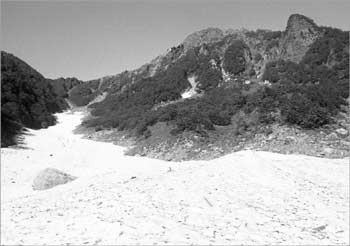 大樺沢大雪渓