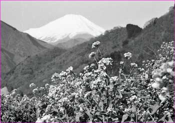 菜の花に富士山