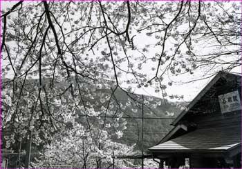 谷峨駅の桜