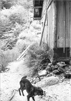 屏風小屋で黒犬が