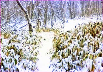 鍋割への雪道