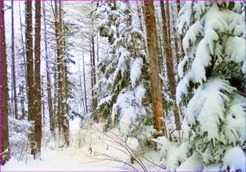 雪の樹林帯