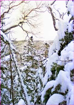 雪の森