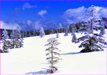 麦草雪原