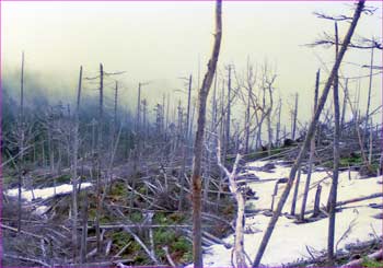 霧の山