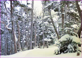 雪の森へ