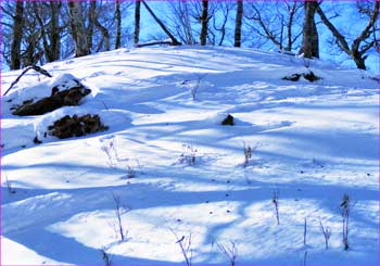 新雪のブナ林