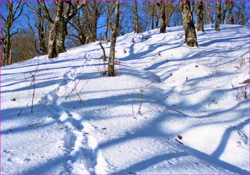 雪明けのブナ林