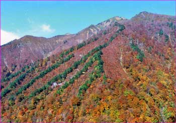 朝日岳紅葉