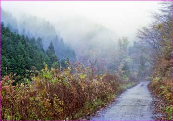 鋸山林道