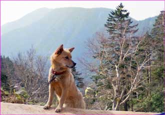 小屋の犬