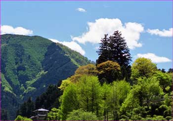 氷川の初夏