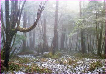 霧の森