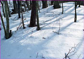 雪の森