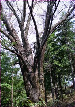 山桜