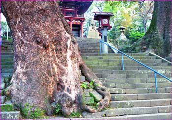 神社古木