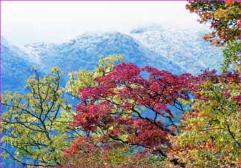 紅葉の背後は雪尾根