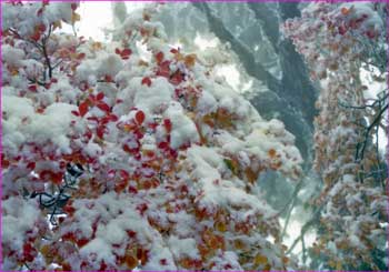 紅葉に雪たっぷり