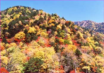 広河原辺りの紅葉