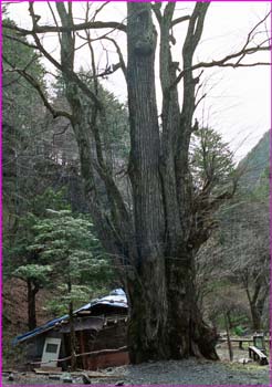 岩魚留小屋