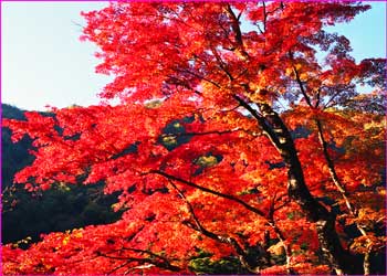 紅葉真っ盛り