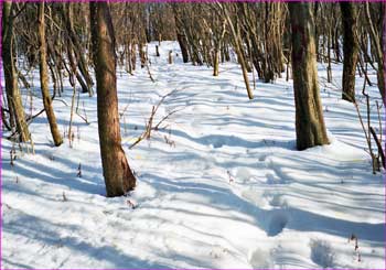 雪道