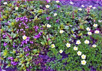 稜線の花たち花たち