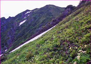 石狩岳斜面花畑