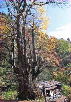 岩魚止小屋