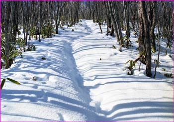 雪道