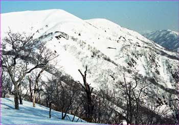 能郷白山へ残雪たっぷりに尾根を