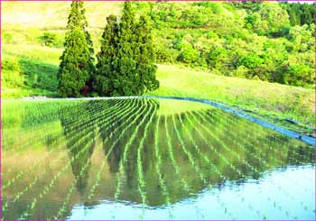 田植えの頃