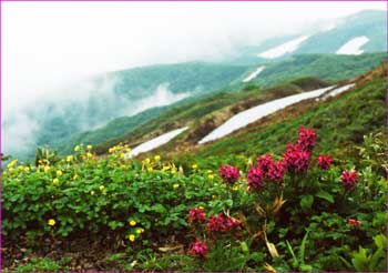 花の尾根