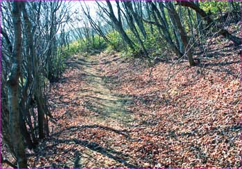 登山道