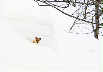 カモシカと遭遇