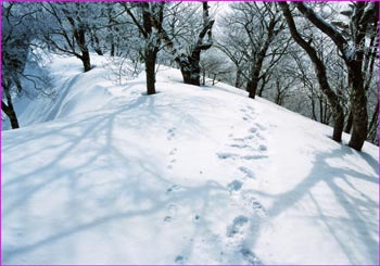 雪尾根