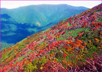 錦秋の山