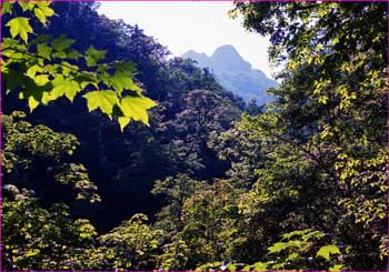 芦別岳見上げる