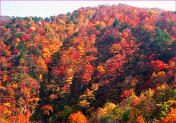 御池辺りの紅葉