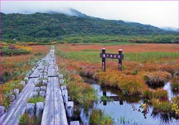 竜ヶ原湿原