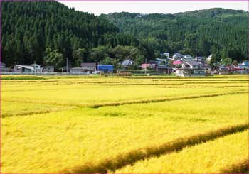 田園黄色