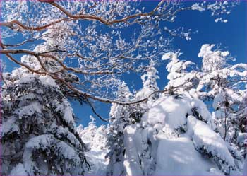 雪の森