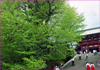 鶴岡八幡宮大イチョウ