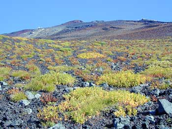 富士山遙か