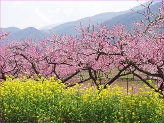 桃と菜の花