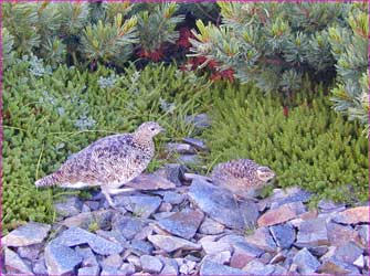 雷鳥が