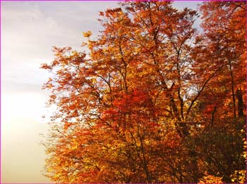 朝日に紅葉