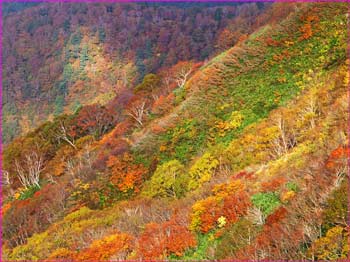 和賀岳山中紅葉