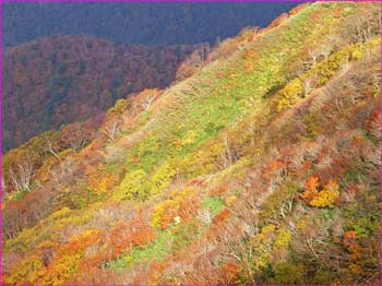 和賀岳山中紅葉