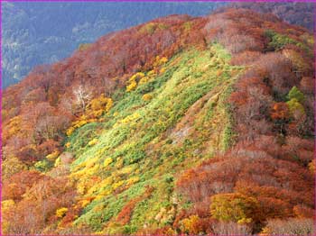 薬師岳尾根